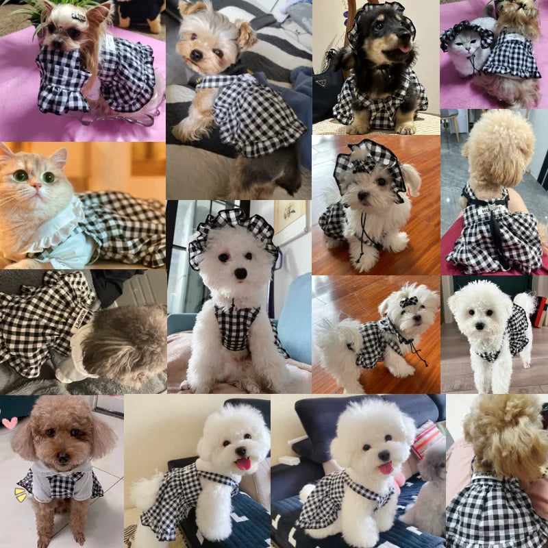 Pawsome Plaid Pet Ensemble: Summer Chic